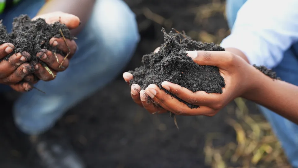 fertilize